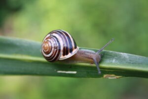Moving at a Snail's Pace
