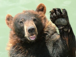 Hi There! Hi There!