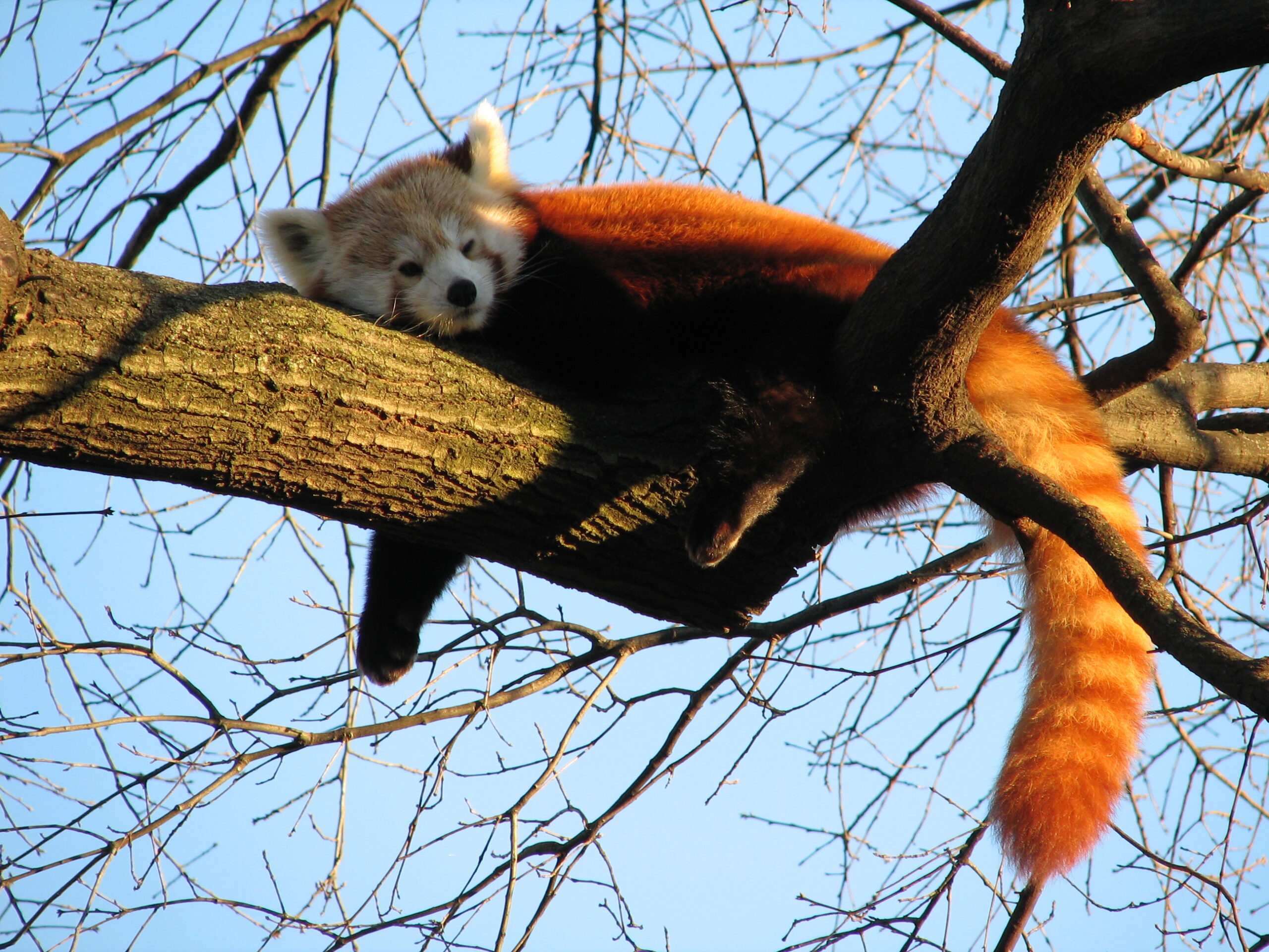 Sleepy Red Panda