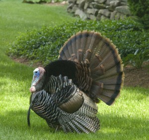 A Thankful Turkey A Thankful Turkey