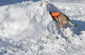 Help Puppy Help! I'm Buried Under All This News!