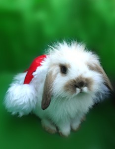 Cute AND Festive! ;)